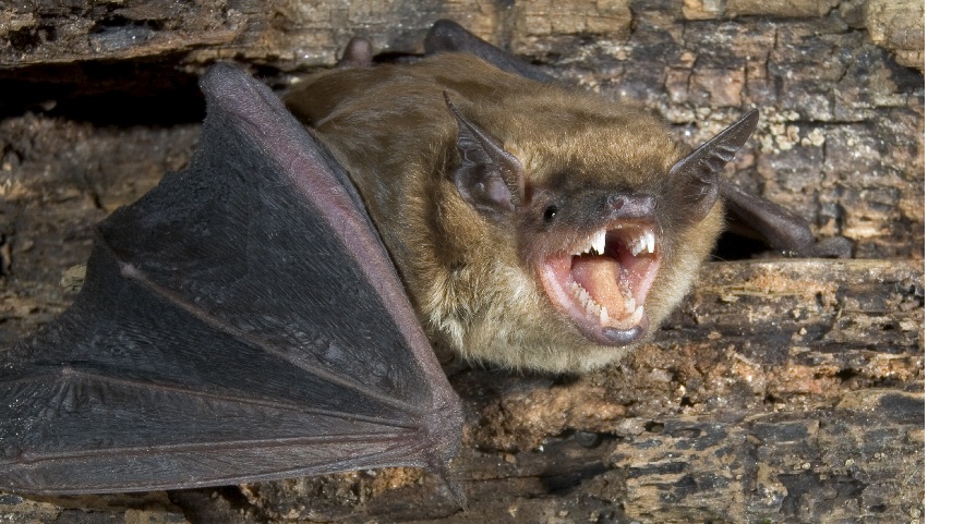 Photo of a small brown bat showing its teeth.  In Michigan, bats are the animal most commonly found to be rabid.