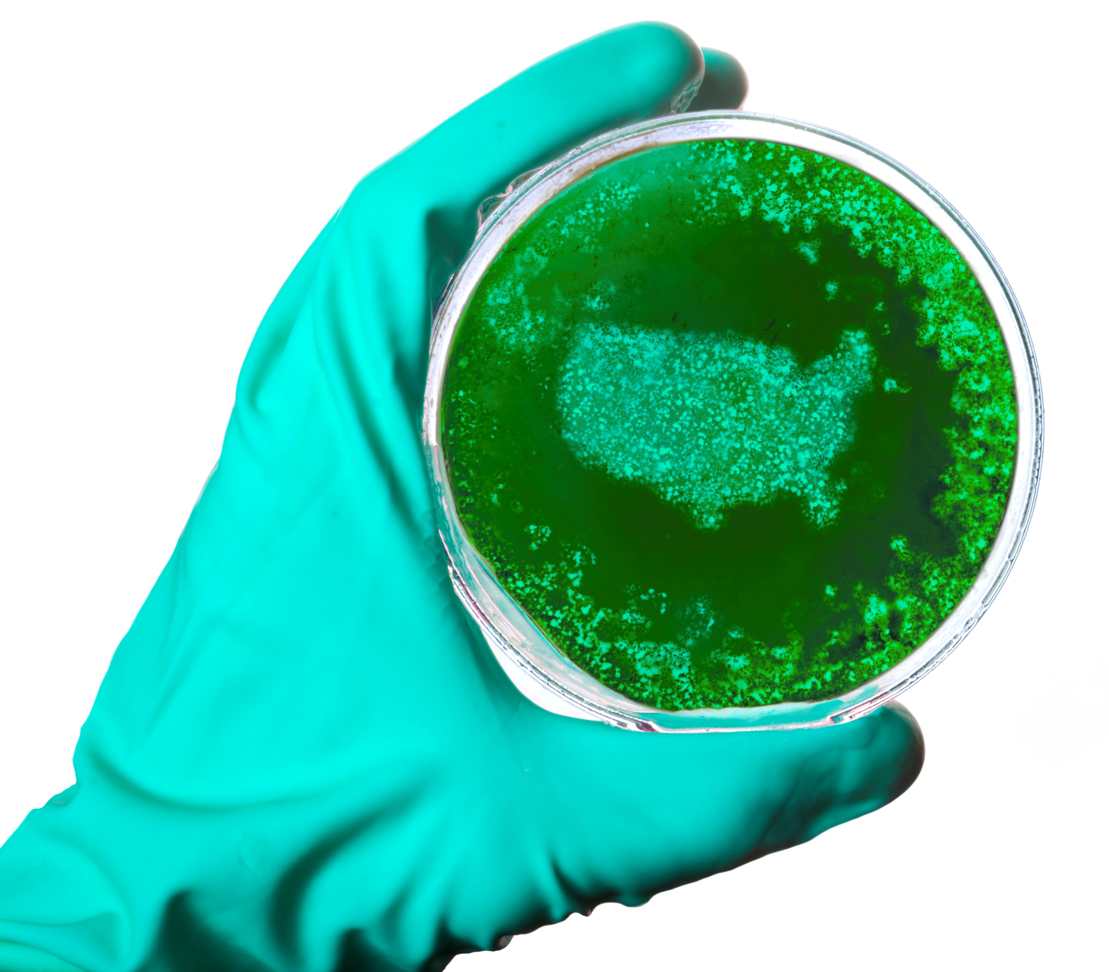 A scientist holding a petri dish with germs in the shape of USA.