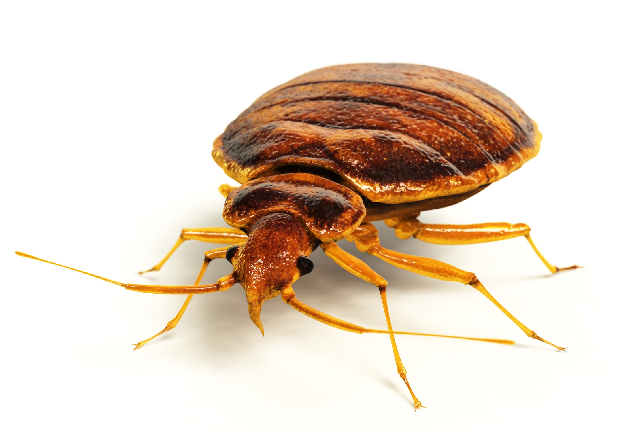 Image of a bed bug